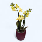 Phalaenopsis Sunny Shore pelorica