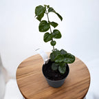 Iasomie - Jasminum sambac - deosebit de parfumata