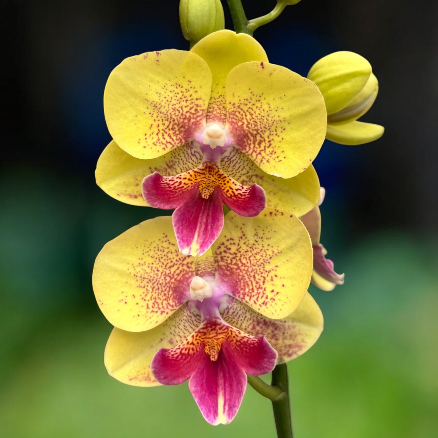 Phalaenopsis King Car French Kiss (Big Lip)