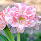 Hippeastrum ‘Blossem Nymph’ – podwójne pastelowe kwiaty, eleganckie