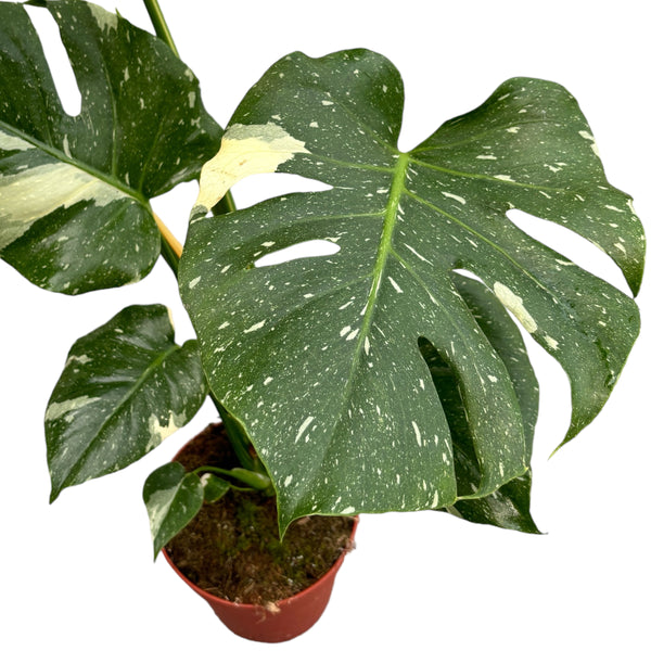 Sternbild Monstera Thai (MTC#01)