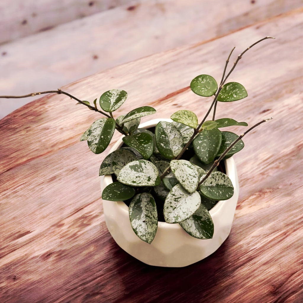 Hoya Mathilde 'Splash' D9 - αρωματική