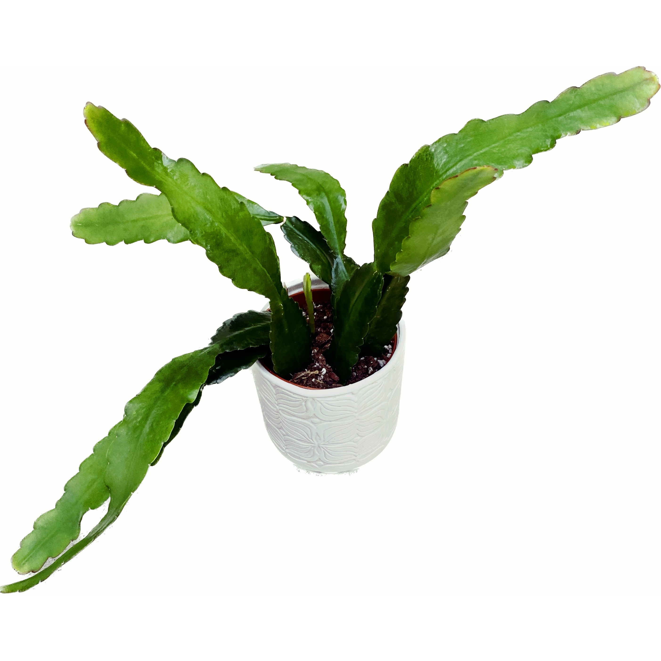 Epiphyllum 'Sarah Courant' (cactusul orhidee)