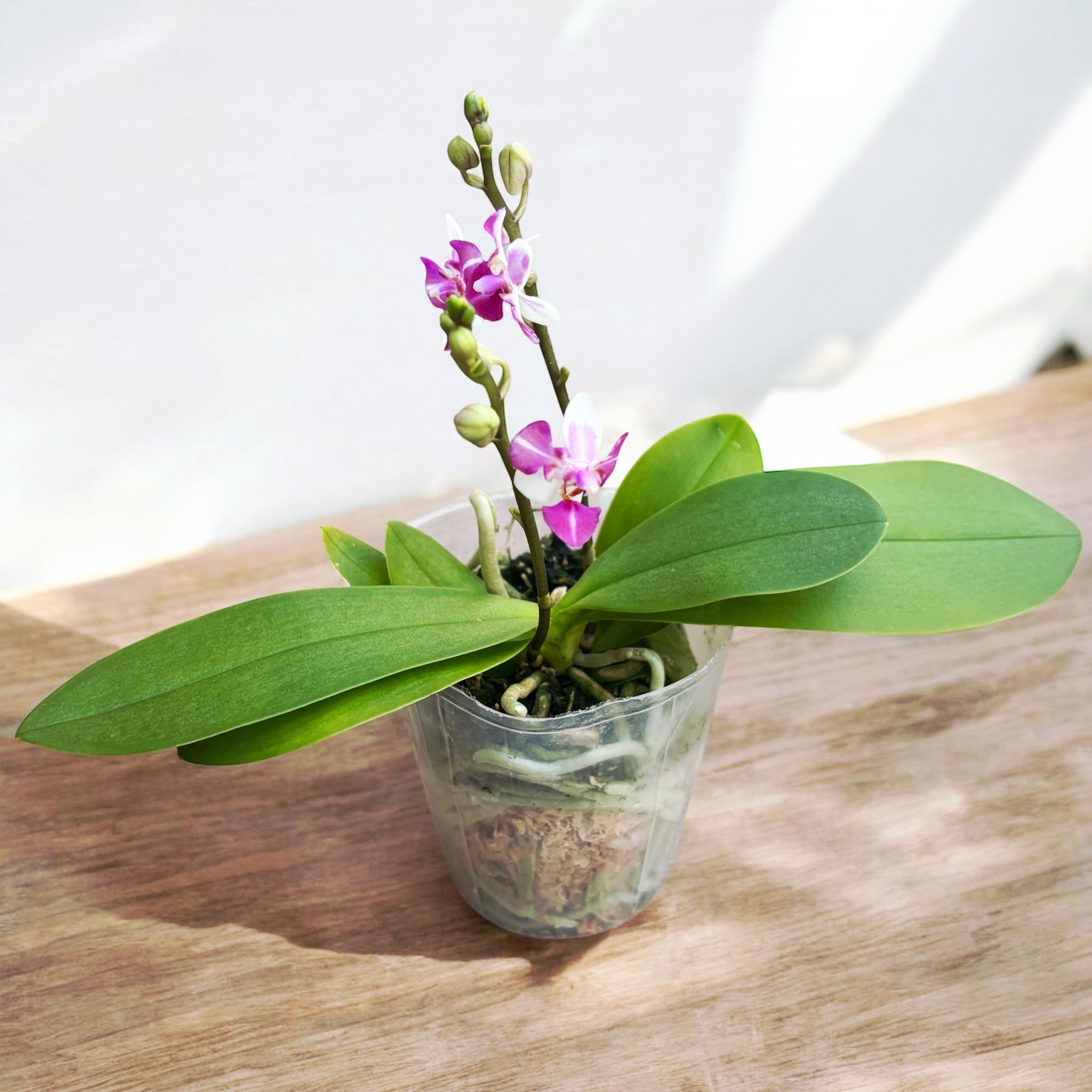 Phalaenopsis Anna-Larati Soekardi (peloric)