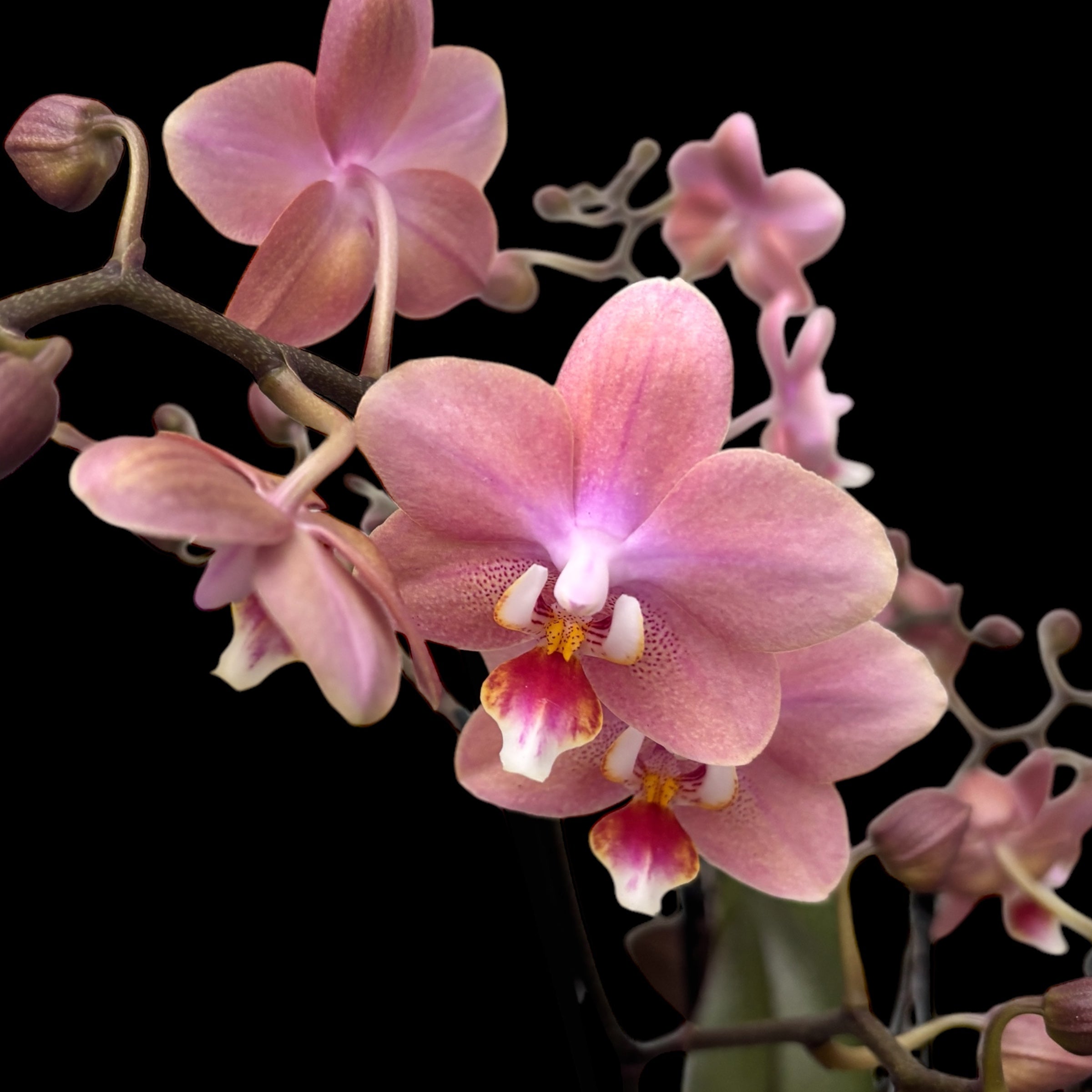 Phalaenopsis Odorion (Aromio Sweet) * intensely fragrant flowers