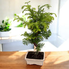 Bonsai Metasequoia (Form S)