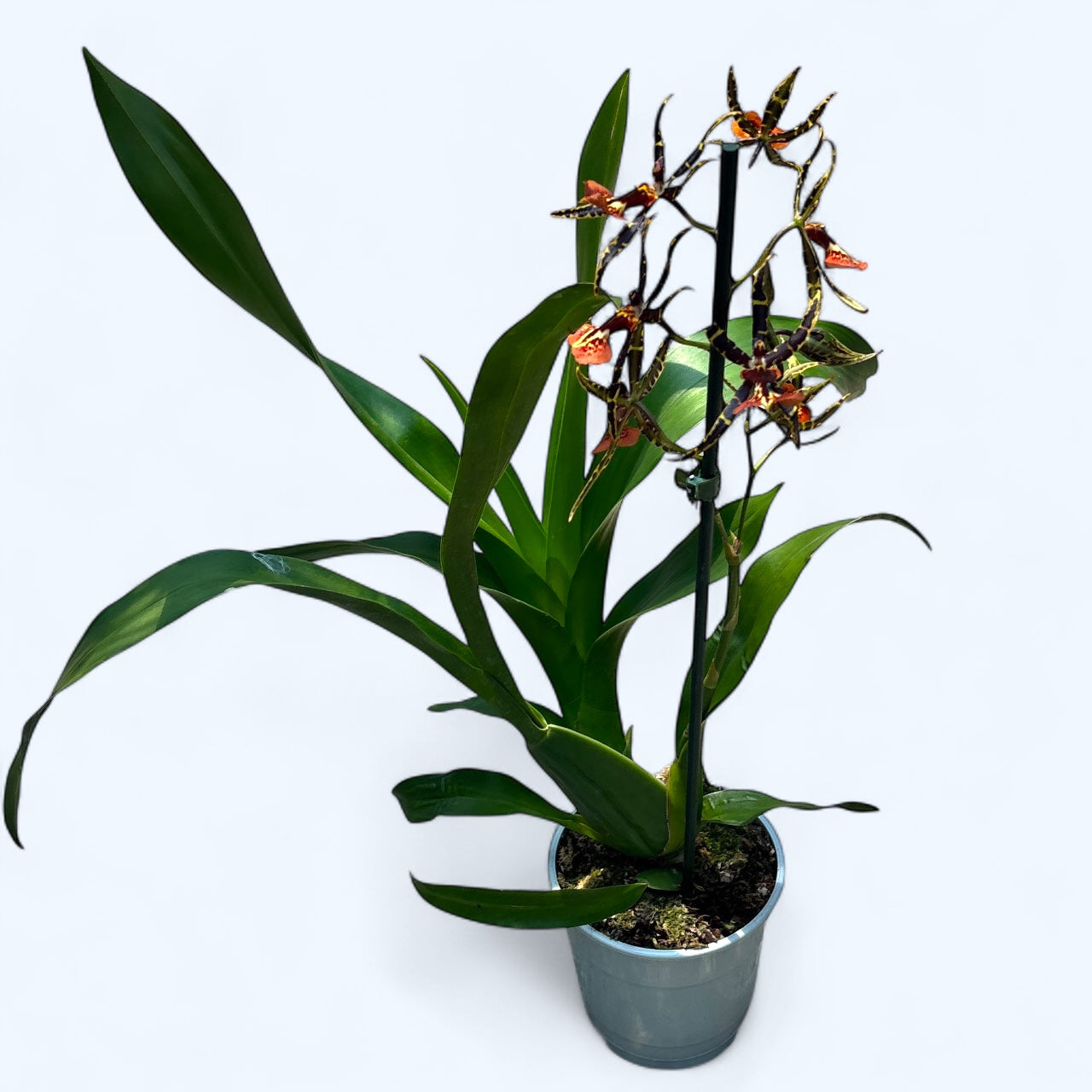 Cambria speciala parfumata - unicat