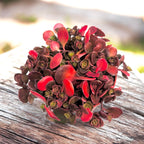 Sedum tetractinum ‘Coral Reef’ - plazeča sukulentna rastlina z okrasnimi listi in spreminjajočimi se toni