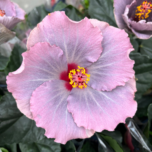 Hibiscus Long Life 'Cato Purple' (2-3 plants/pot)