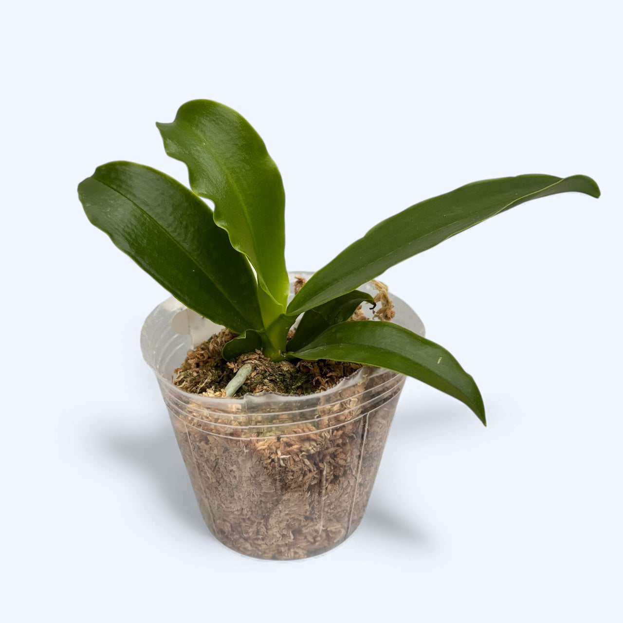 Phalaenopsis lueddemanniana var. coerulea - parfumata