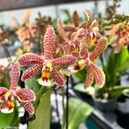 Phalaenopsis Bronze Maiden (schilleriana × mannii 'Black')
