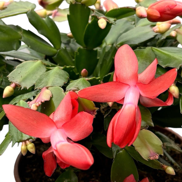 Schlumbergera 'Orange Flame' (Weihnachten) 2 Seiten