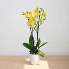 Phalaenopsis Sunny Bunny