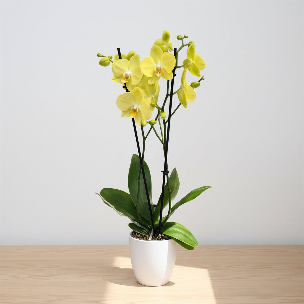 Phalaenopsis Sunny Bunny