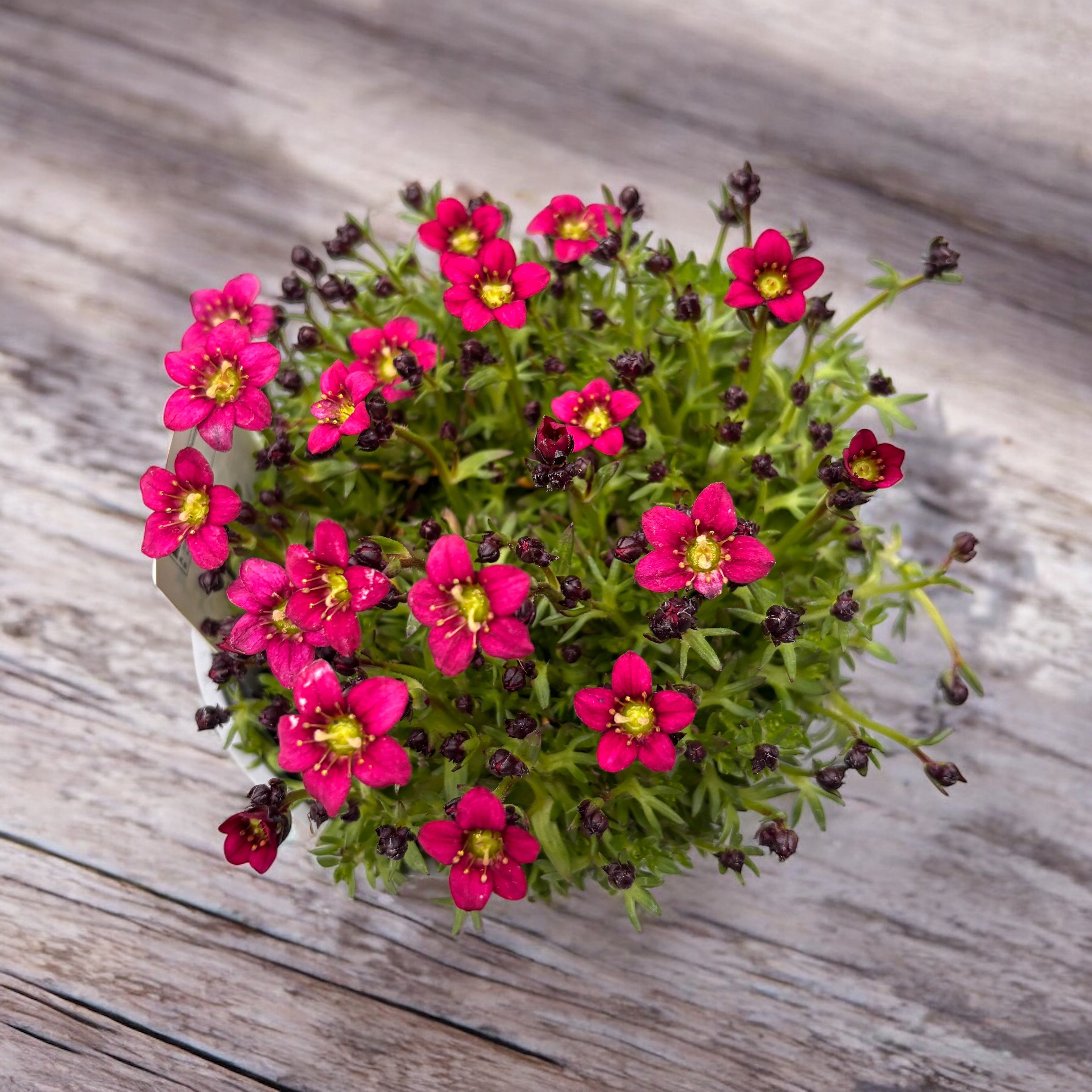 Saxifraga x arendsii 'Touran Scarlet'