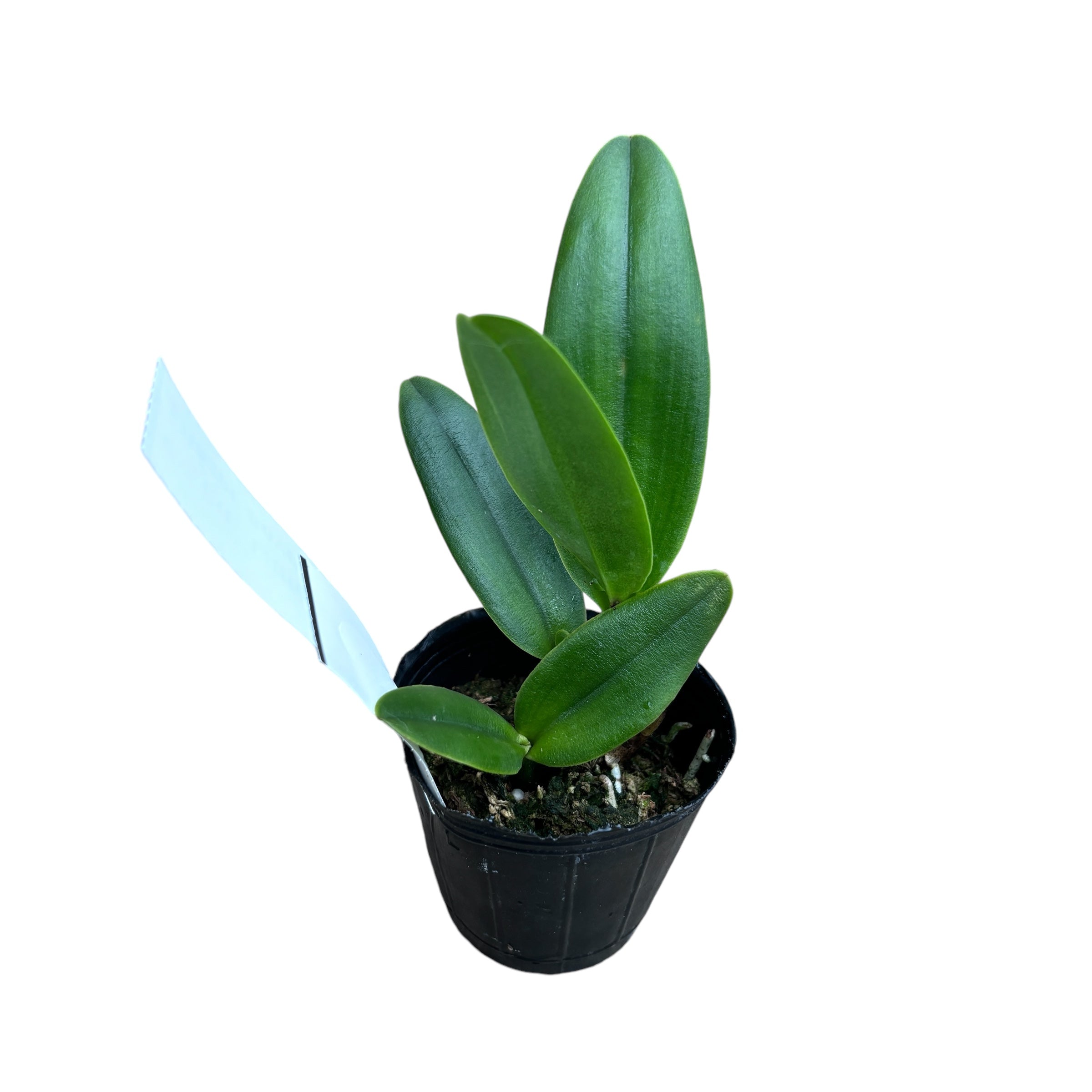 Ctt. Little Hazel (Ctt. Hazel Boyd × C. Psyche)