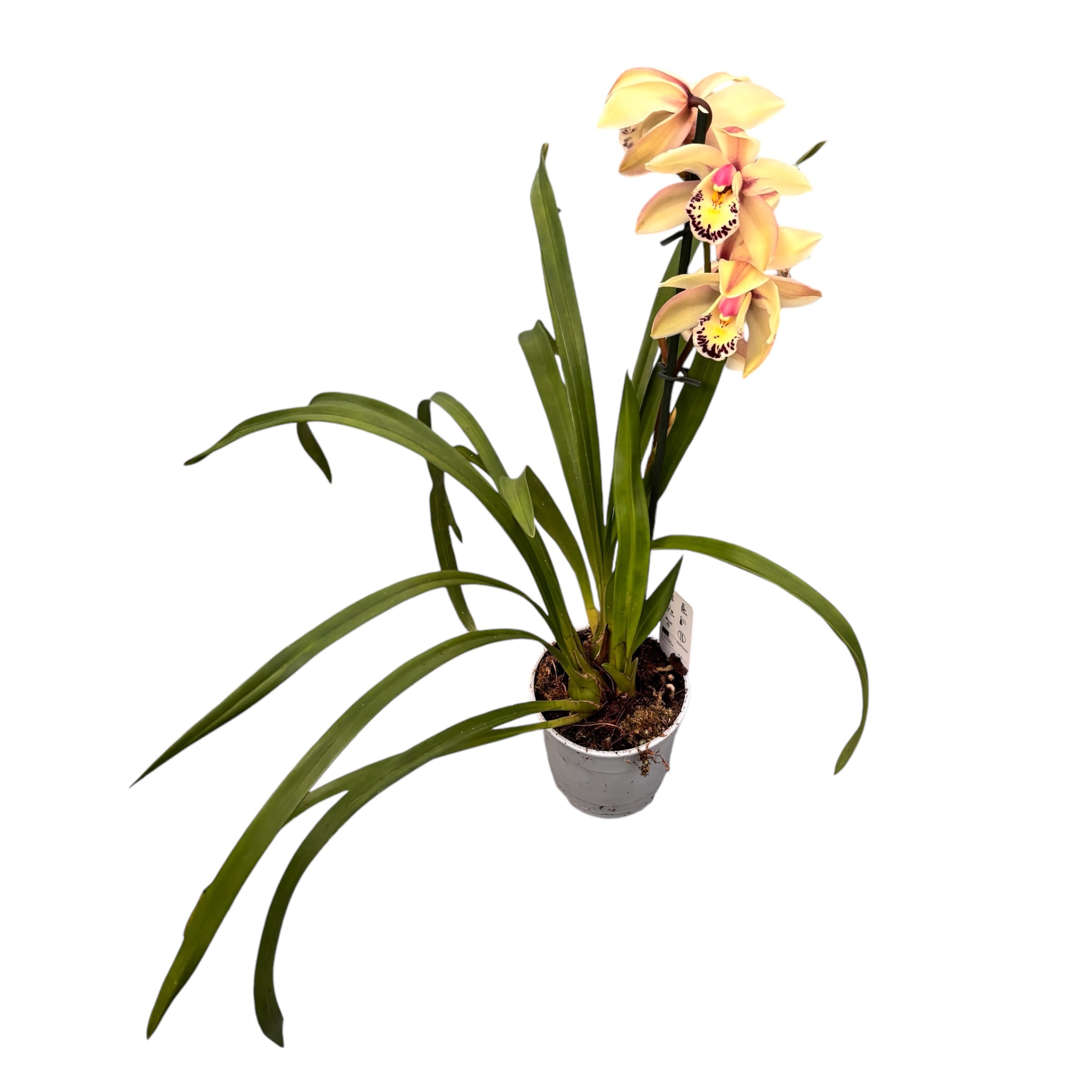 Cymbidium Anna