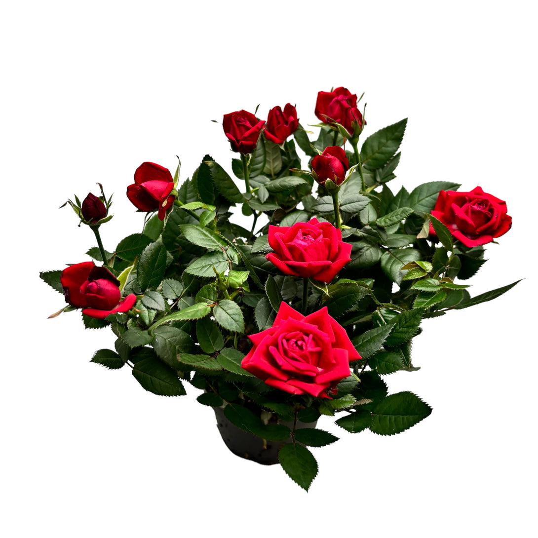 Trandafiri pitici rosii de gradina - Rosa 'Kiss Kordana'