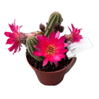 Chamaecereus hybride