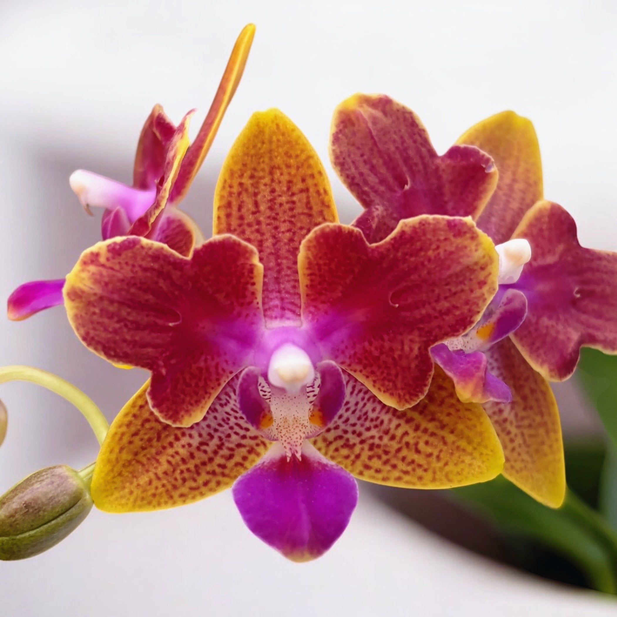 Phalaenopsis Miki Golden Sand '1363' (peloric - Butterfly) *parfumat