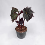 Begonia ‘Dark Side of the Moon’ - begonie rara cu frunzis aproape negru