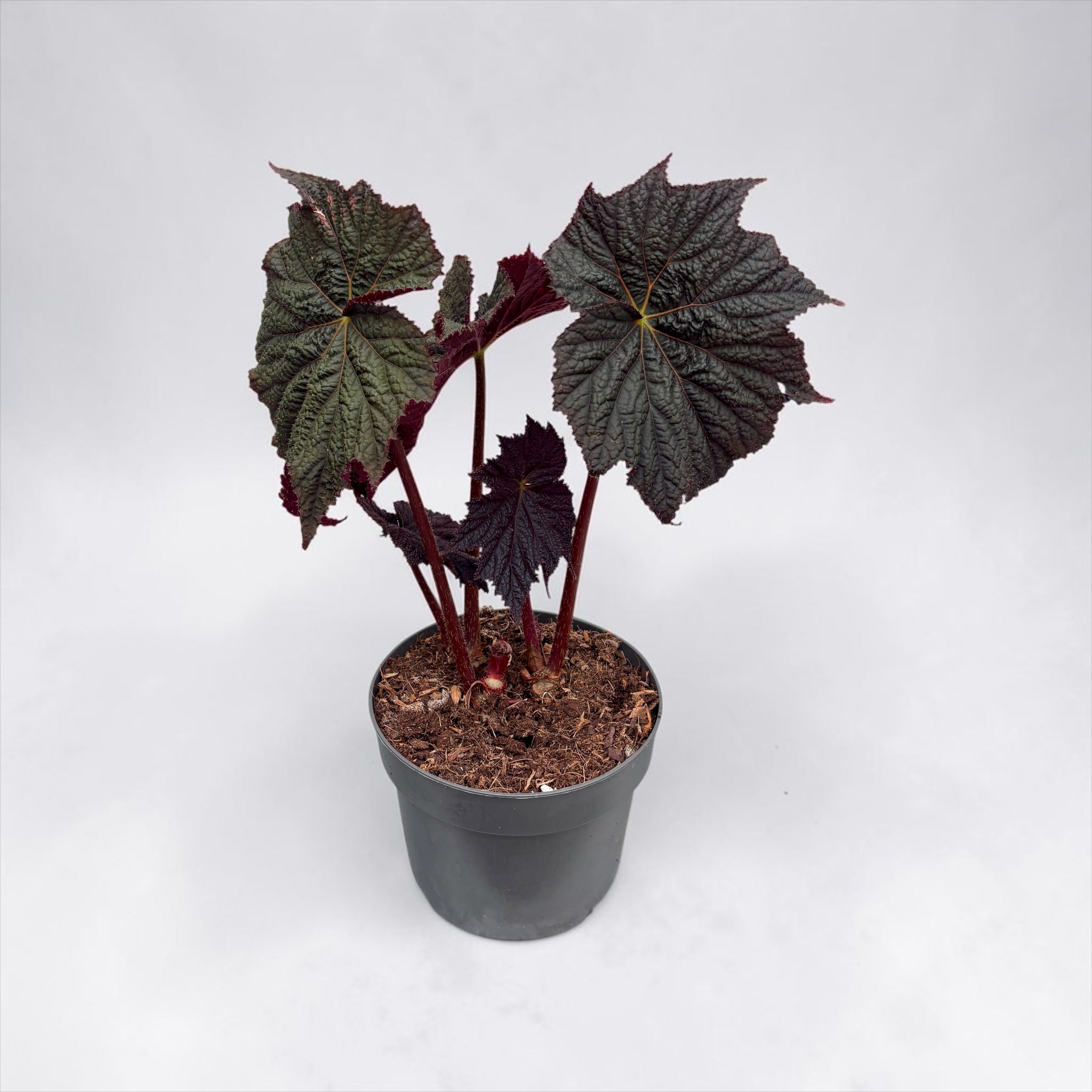 Begonia ‘Dark Side of the Moon’ - begonie rara cu frunzis aproape negru