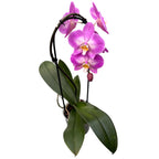 Phalaenopsis rozdělený