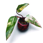 Philodendron Strawberry Shake