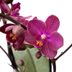 Phalaenopsis Diffusion (variacija) *parfumata