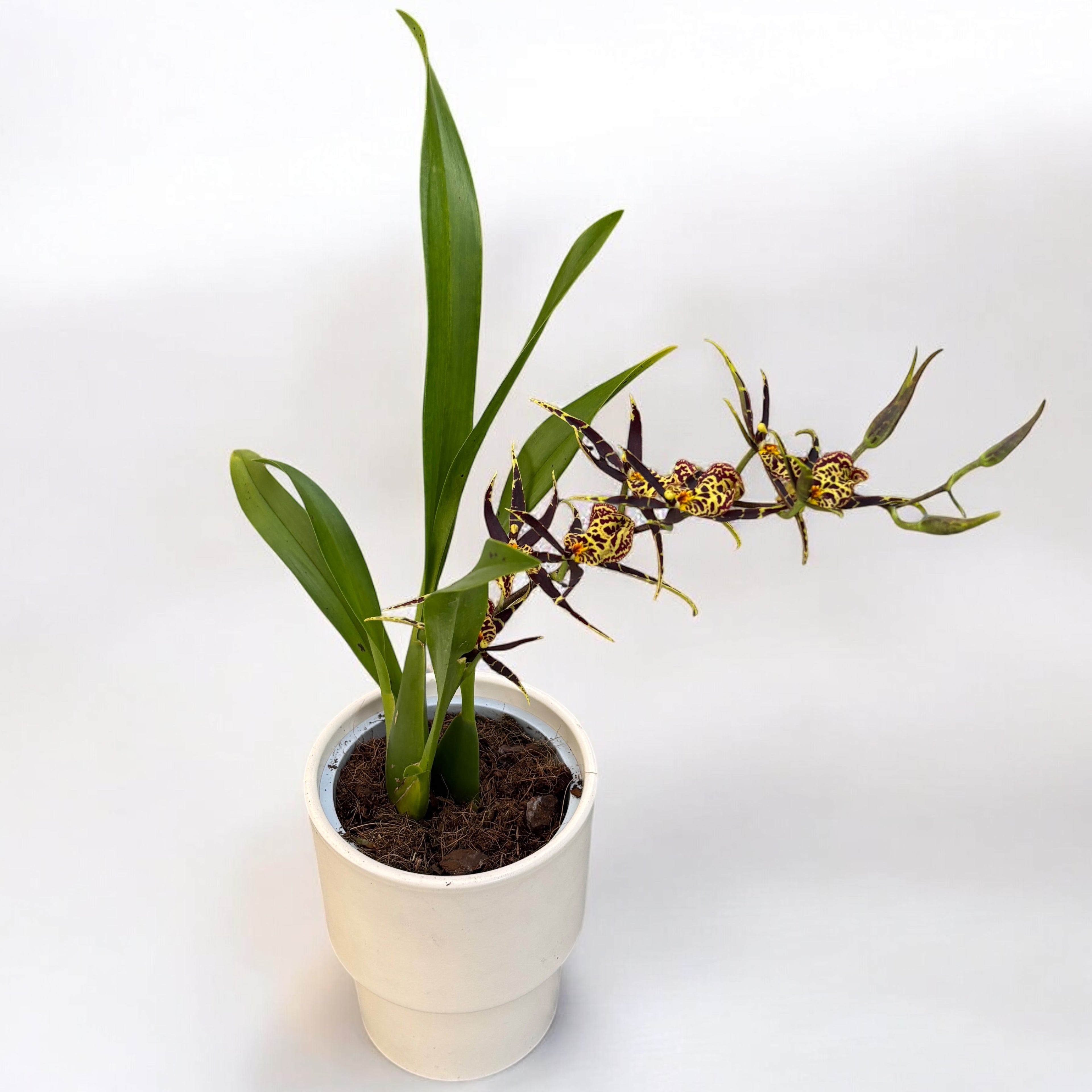 Oncidium (Cyrtocidium) Holm’s Wizard  - var. #01 - flori intens parfumate