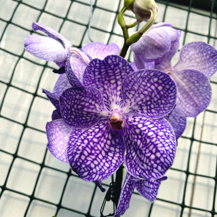 Vanda Kanchana Indigo (Ansu)