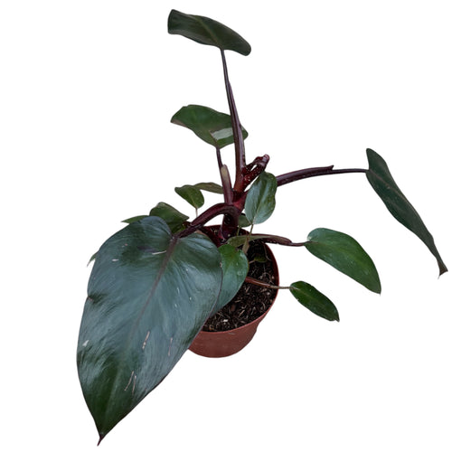 philodendron erubescens grey Philodendron erubescens – Secret Garden Plant Shop
