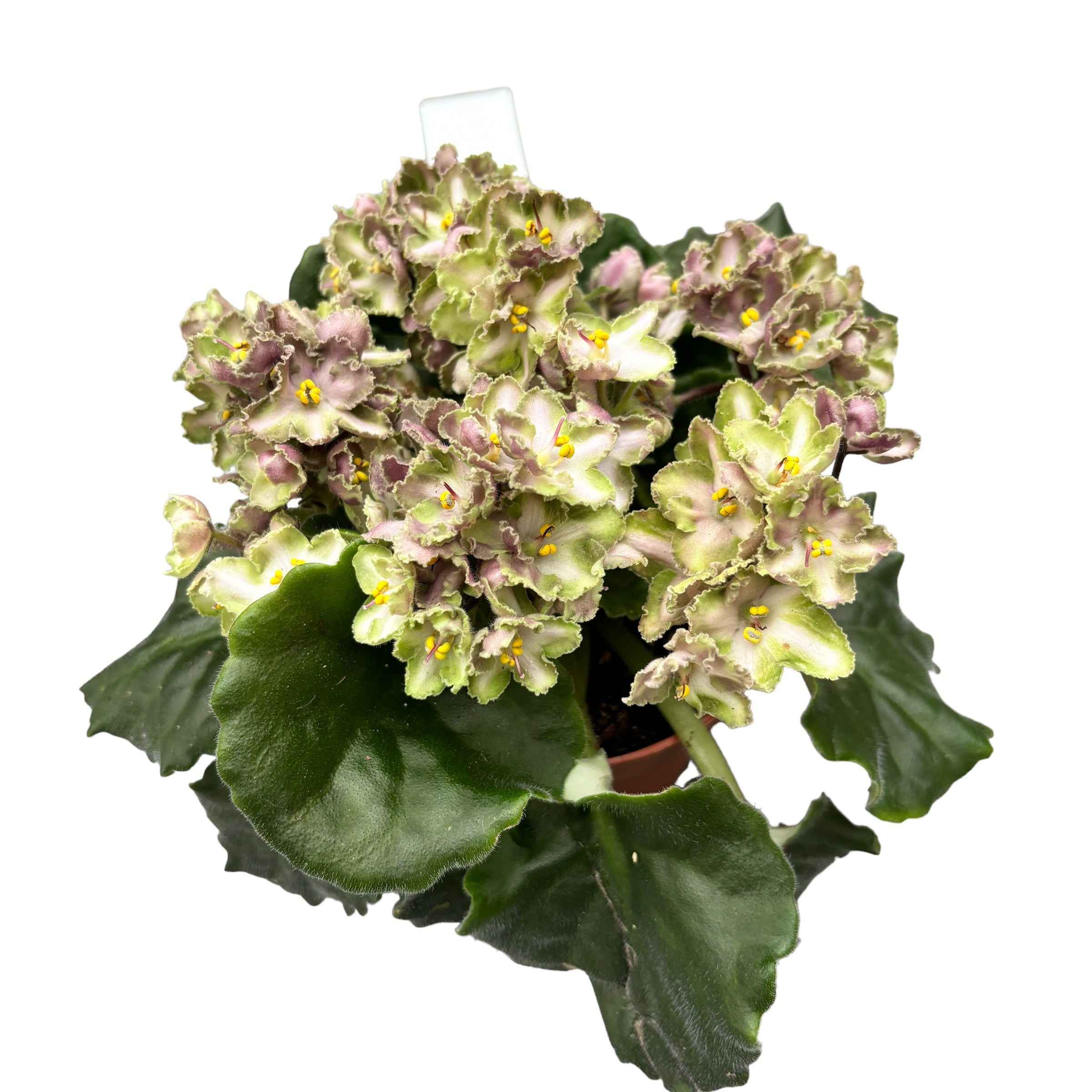 Violete - Saintpaulia Inova Xtra The Green (variation)