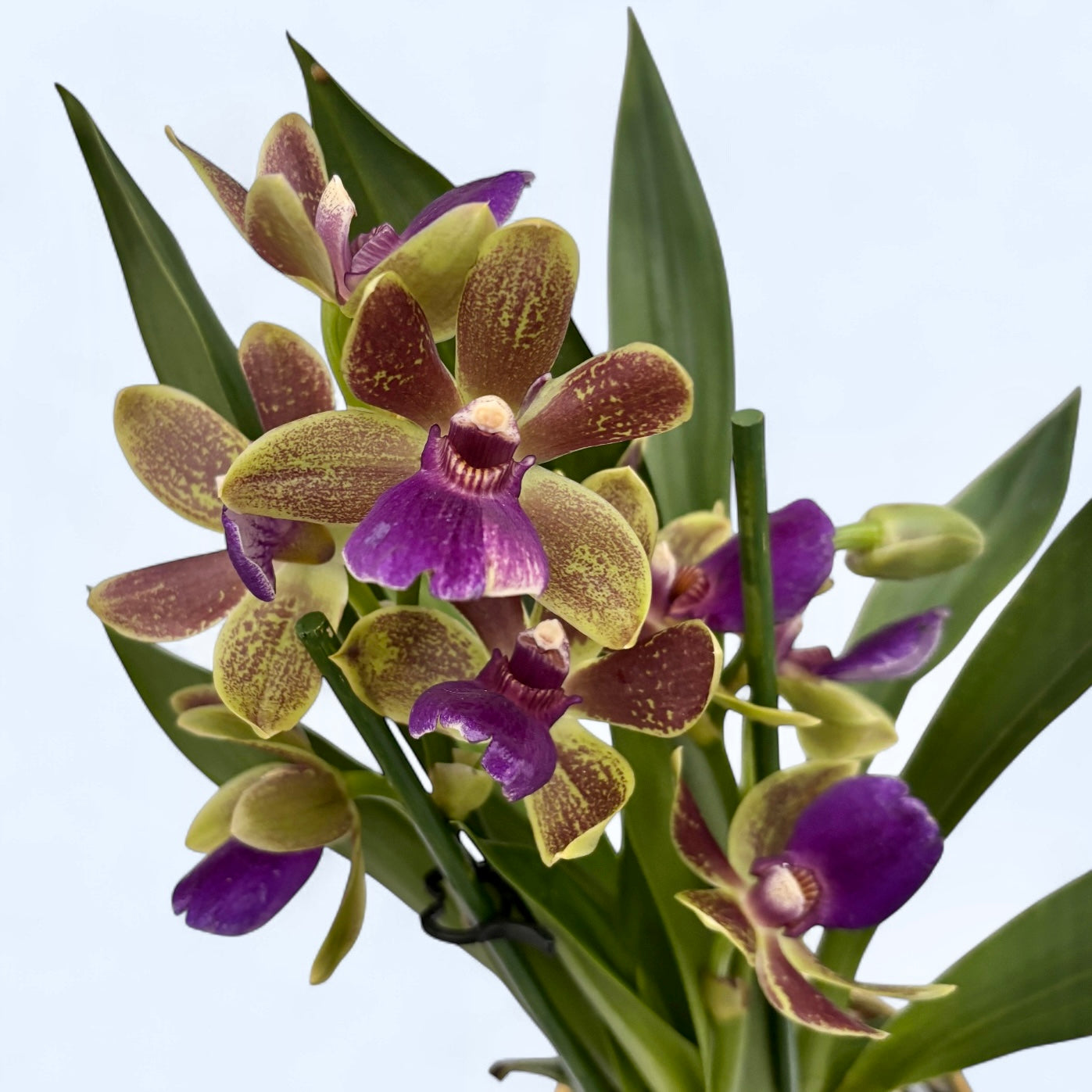 Zygopabstia Dragon Kitten 'Confusion'