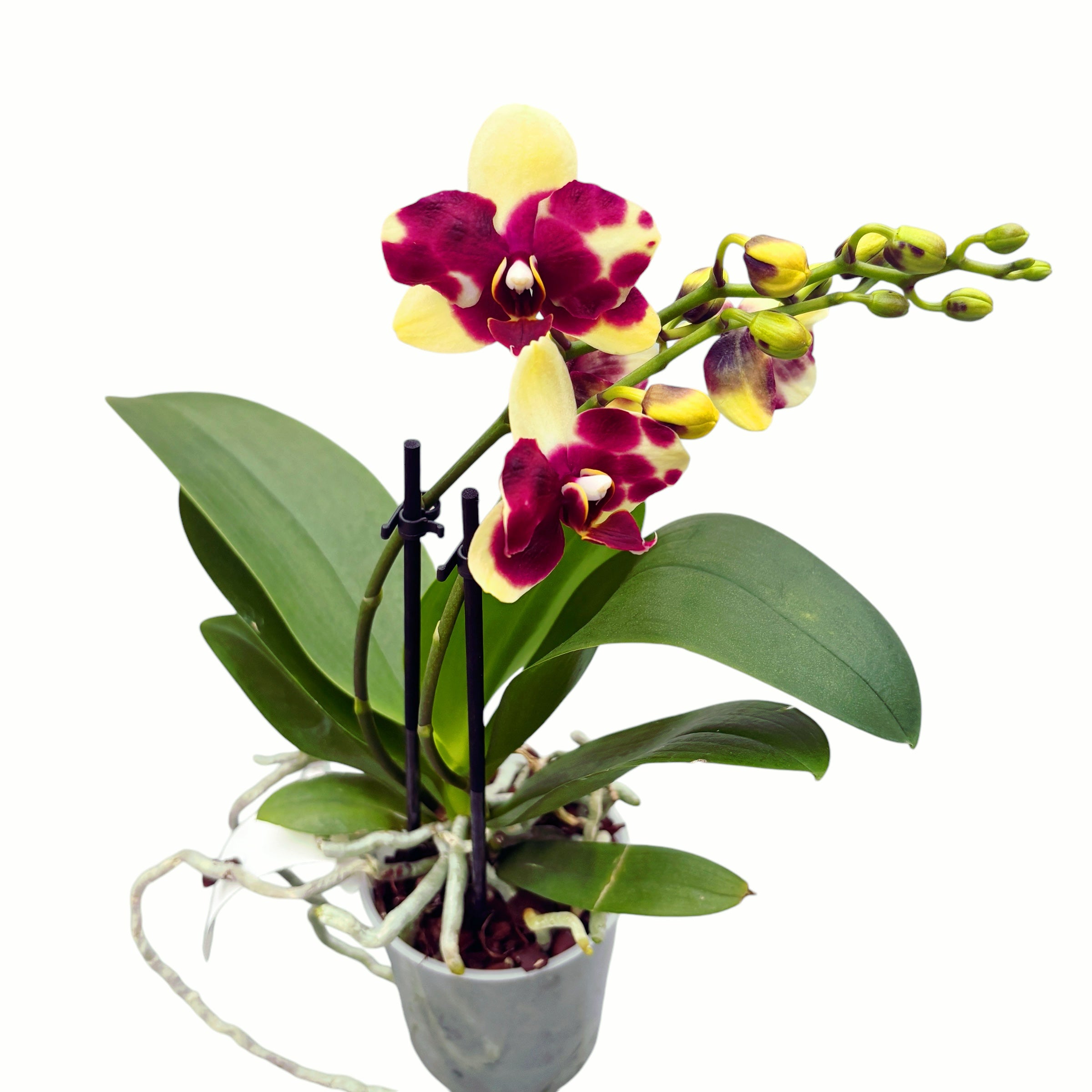 Фаленопсис „Катания“