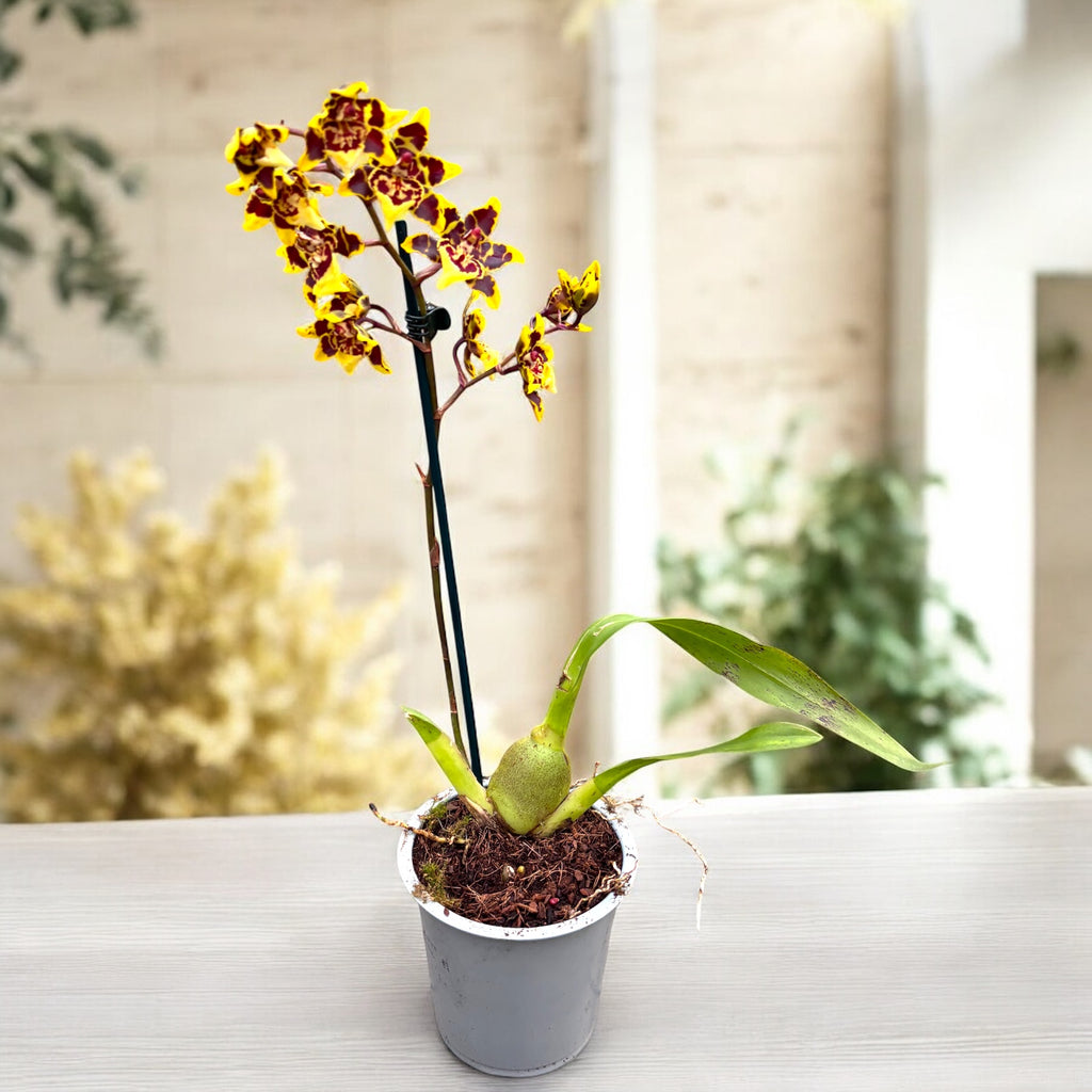 Colmanara Wildcat sárga pillangó