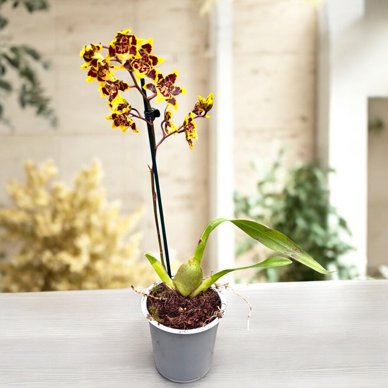 Colmanara Wildcat Farfalla Gialla