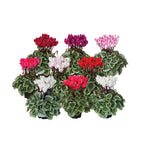 Κυκλάμινο Picasso μίγμα