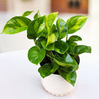 Epipremnum pinnatum 'Global Green' (3-4 plante/ghiveci)