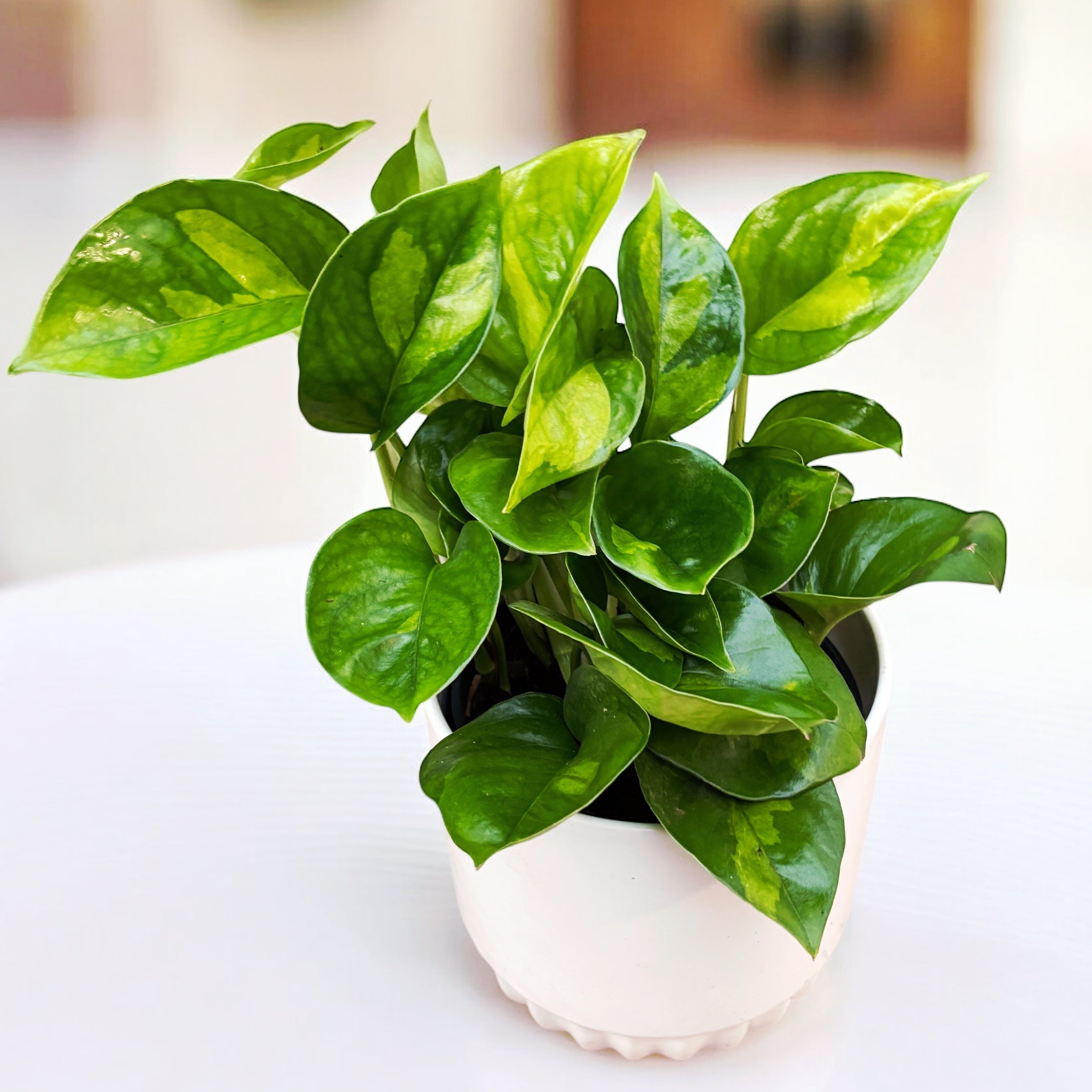 Epipremnum pinnatum 'Global Green' (3-4 plante/ghiveci)