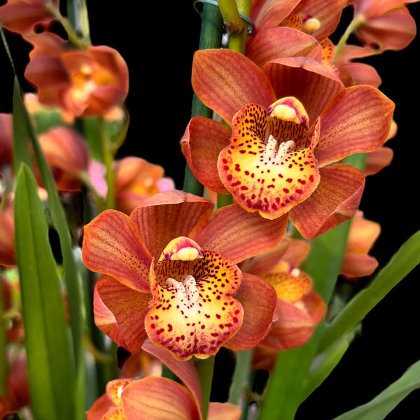 Cymbidium erythreum x duftender Kasudash