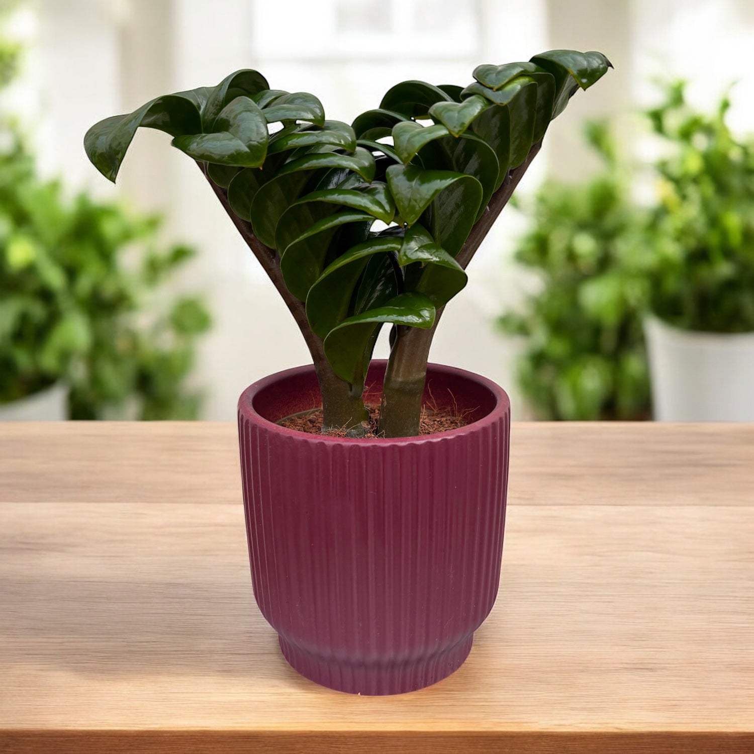 Zamioculcas zamiifolia 'Zenzi' – eleganta compacta, perfecta