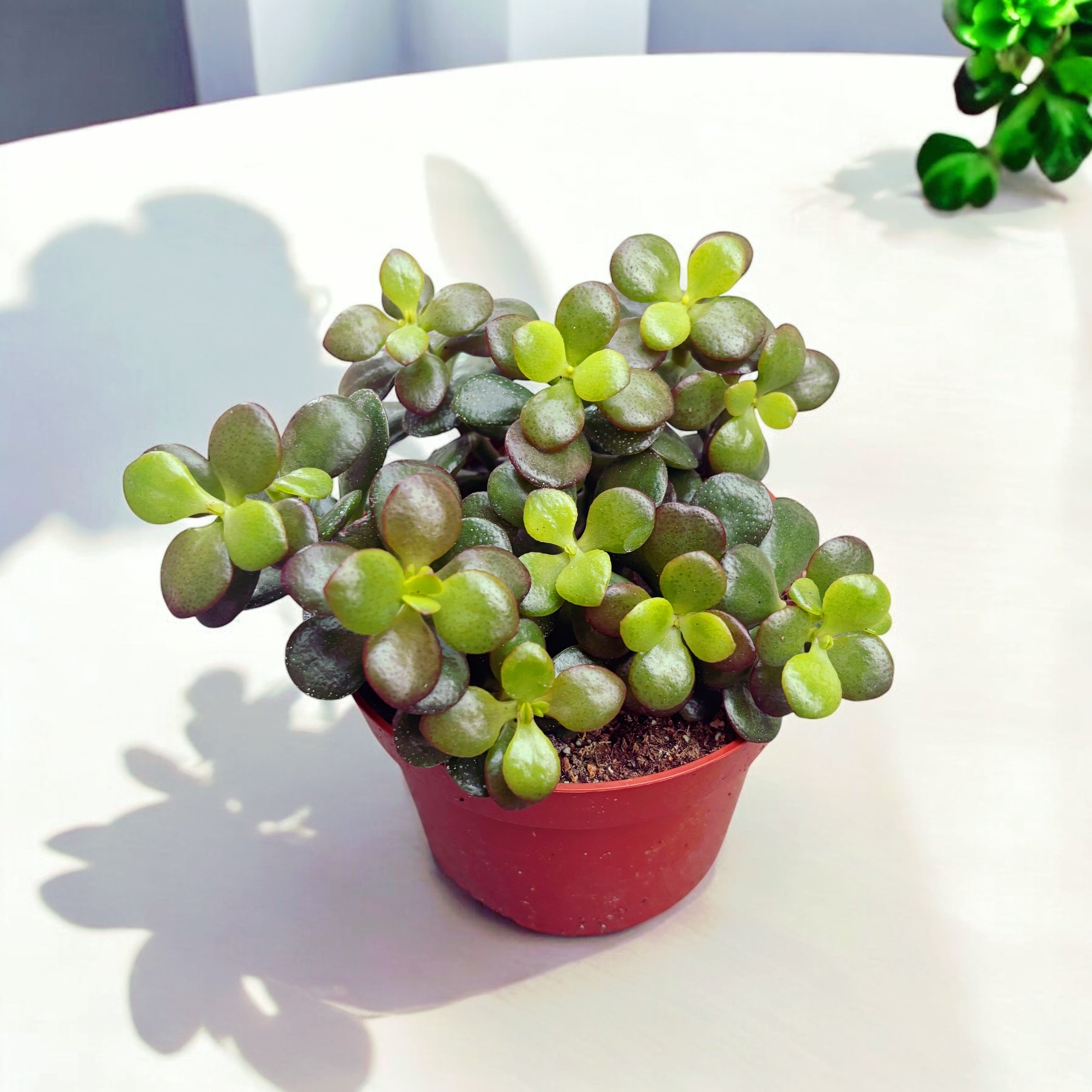 Crassula ovata 'Minor' (arborele de jad) – suculenta miniaturala