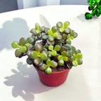 Crassula ovata 'Minor' (arborele de jad) – suculenta miniaturala cu frunzis compact si decorativ