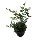 Lamai Kaviar - Citrus australasica (Kaviar-Limette, Fingerlimette) - junge Exemplare