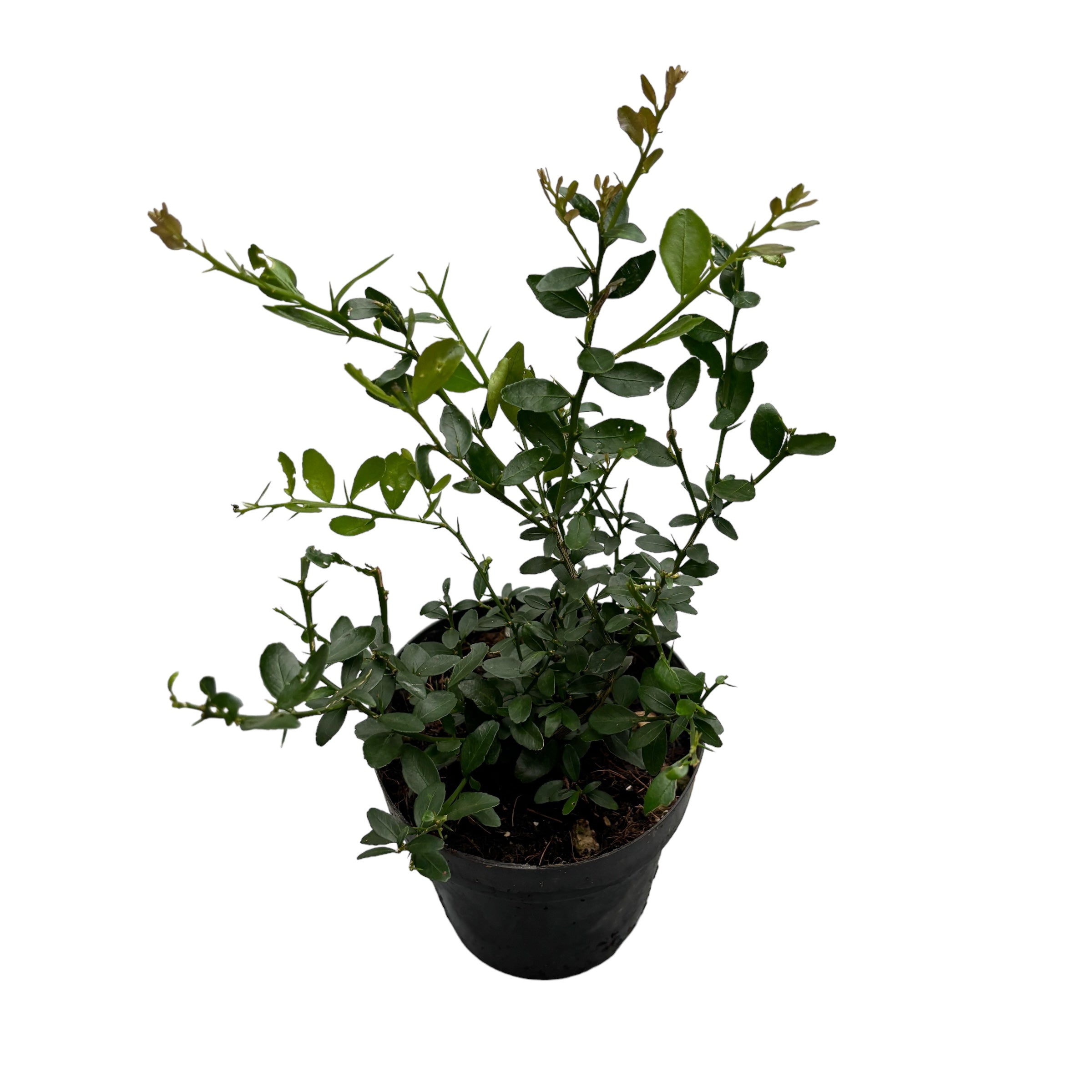 Lamai caviar - Citrus australasica (Caviar Lime, Finger Lime) - exemplare tinere