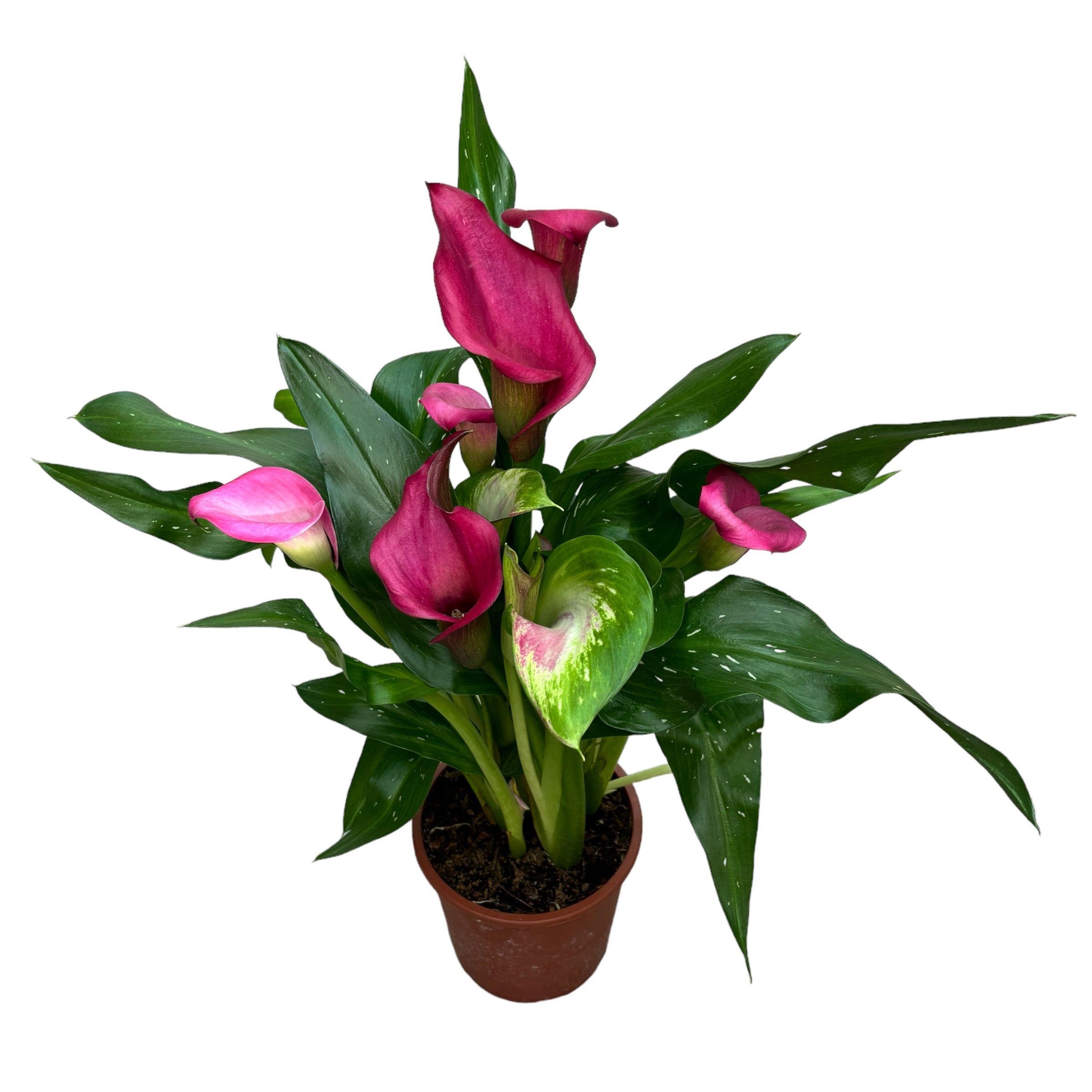 Zantedeschia ‘Zazu’ (Cale roz)