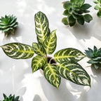 aglaonema zebra Aglaonema 'Zebra' – Secret Garden Plant Shop