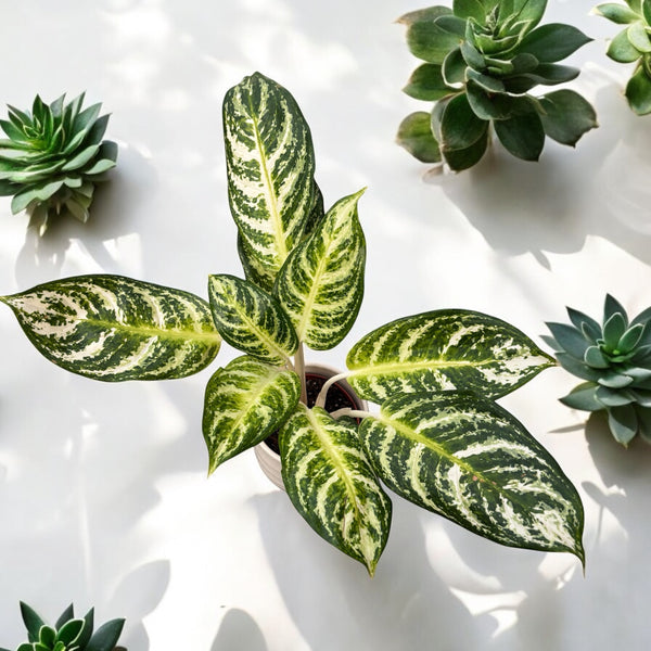 Aglaonema ‘Zebra’