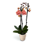 Phalaenopsis ‘Nina’ big lip